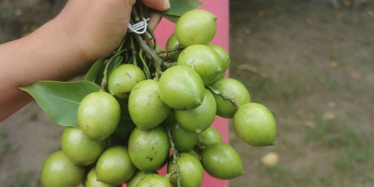 Légume en Q : La liste complète