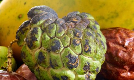 Fruits et légumes en Z