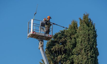 À quoi sert un lamier d’élagage et quand l’utiliser plutôt qu’un broyeur ?
