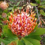 Comment créer un jardin méditerranéen authentique en climat tempéré