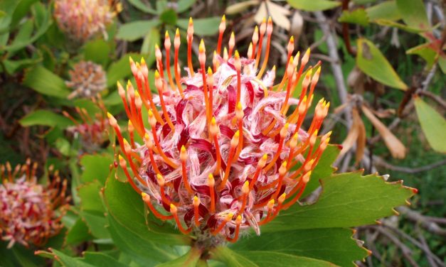 Comment créer un jardin méditerranéen authentique en climat tempéré